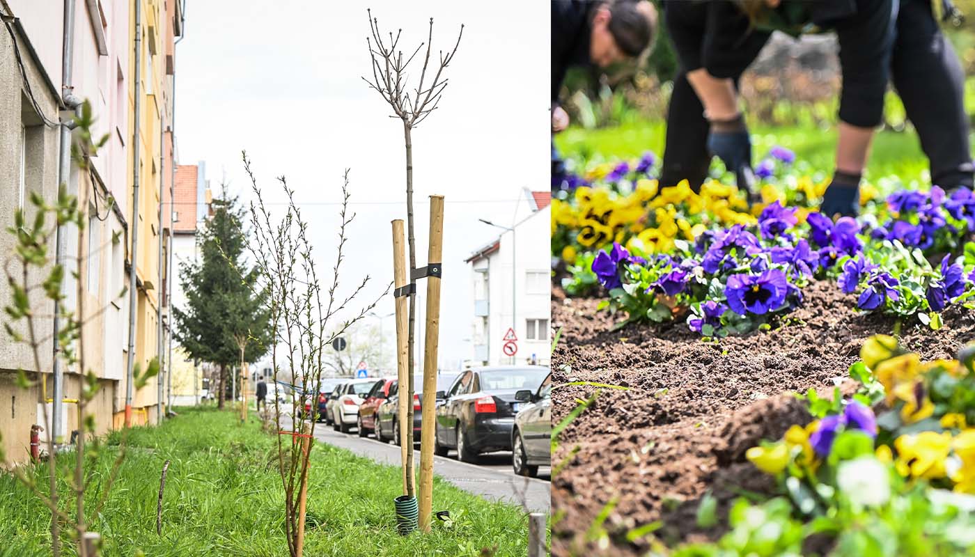 plantari